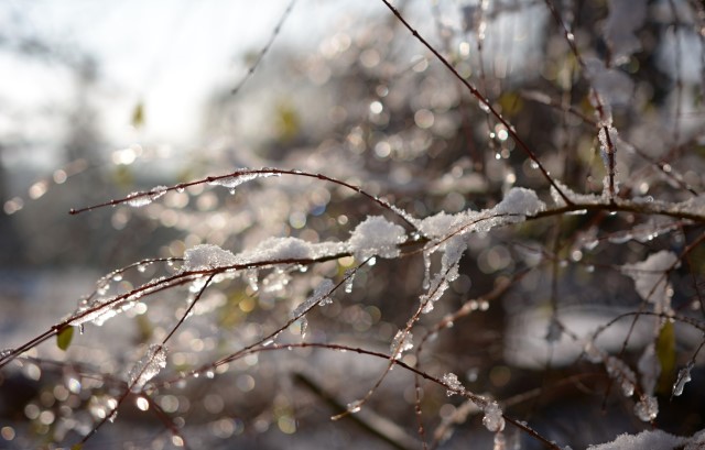 雪と雨粒のついた枝