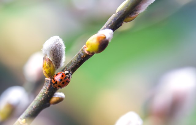 枝についたテントウムシ