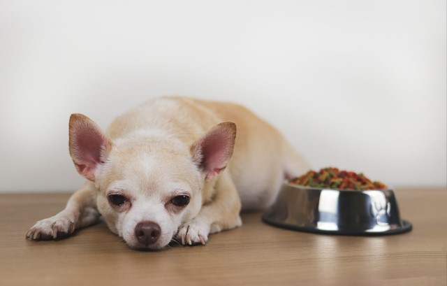 食べ物を前に悲しそうな顔の犬