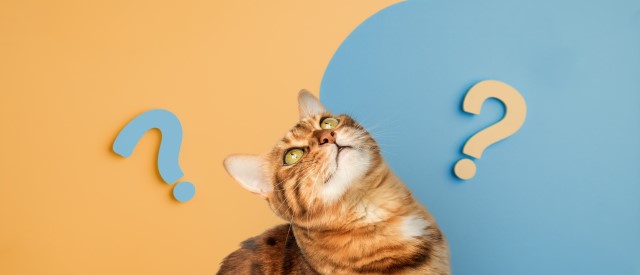 疑問に思う猫