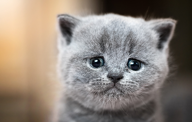 悲し気なねこ