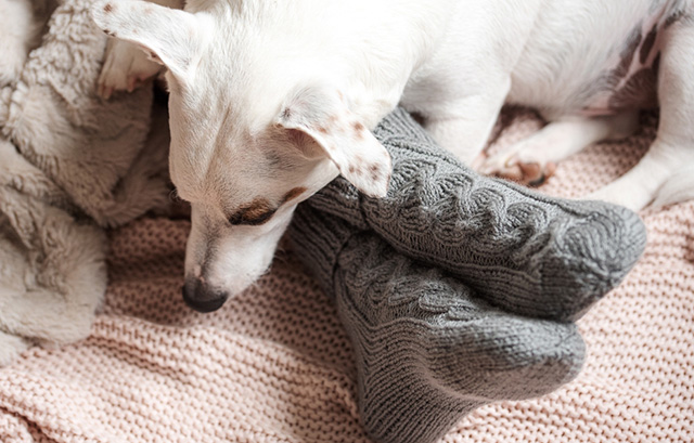 犬と暖かそうな靴下を履く女性