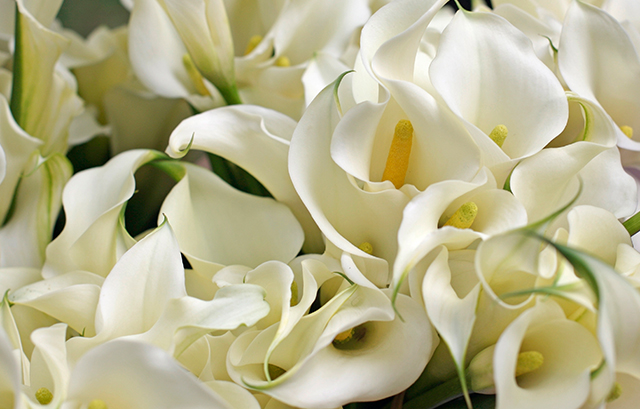 トップ100 結婚式 ブーケ カラー 花 最高の花の画像