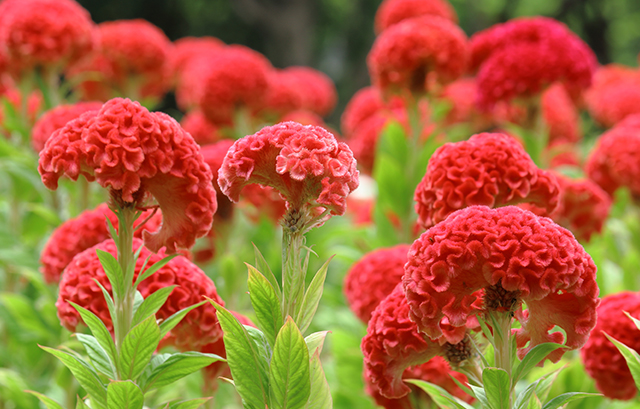 赤いケイトウの花