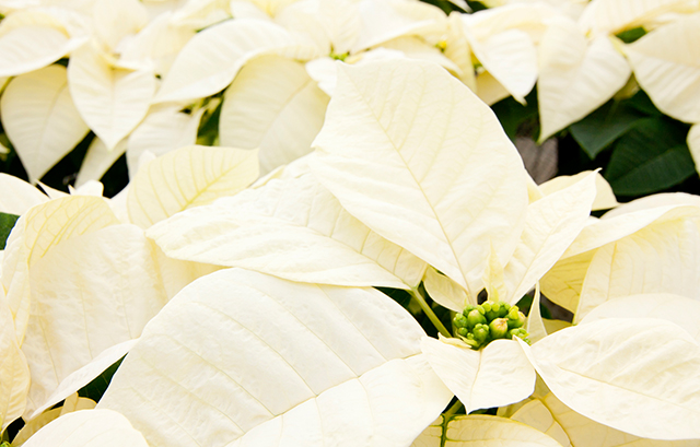 白いポインセチアの花