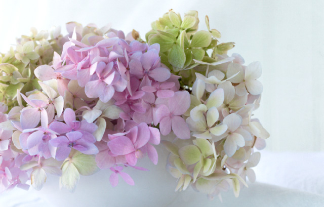 ジューンブライドにもってこい 紫陽花のウェディングブーケまとめ 結婚ラジオ 結婚スタイルマガジン