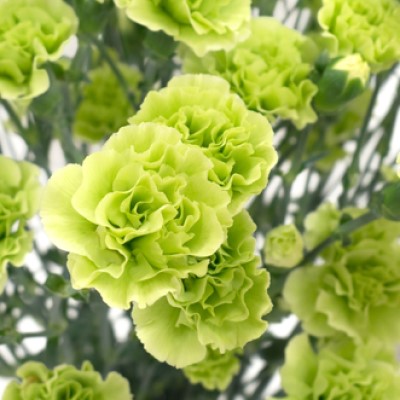 カーネーション