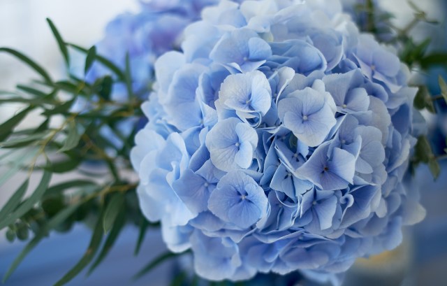 紫陽花