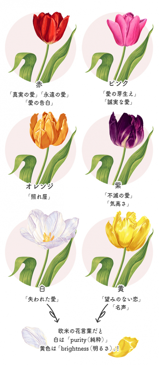 チューリップの色別の花言葉