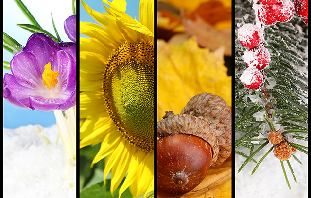 四季それぞれの植物の写真