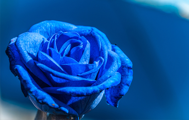 青 ブルー 水色系のウェディングブーケでさわやかな花嫁に デザインをご紹介 結婚ラジオ 結婚スタイルマガジン