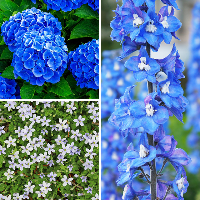 あじさい、デルフィニウム、ブルースター