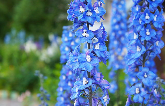 デルフィニウム