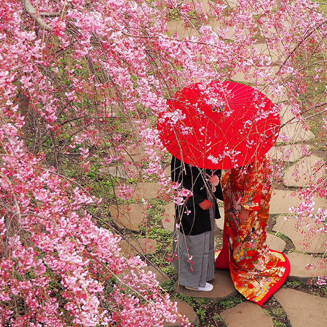 和傘を開いた和装姿の新郎新婦と梅の木