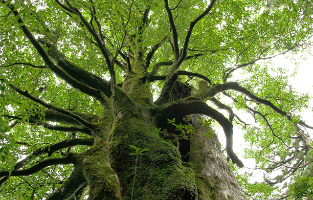 鹿児島の大樹
