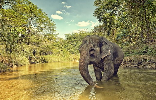 川を歩く象