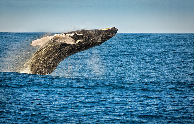 海を泳ぐクジラ